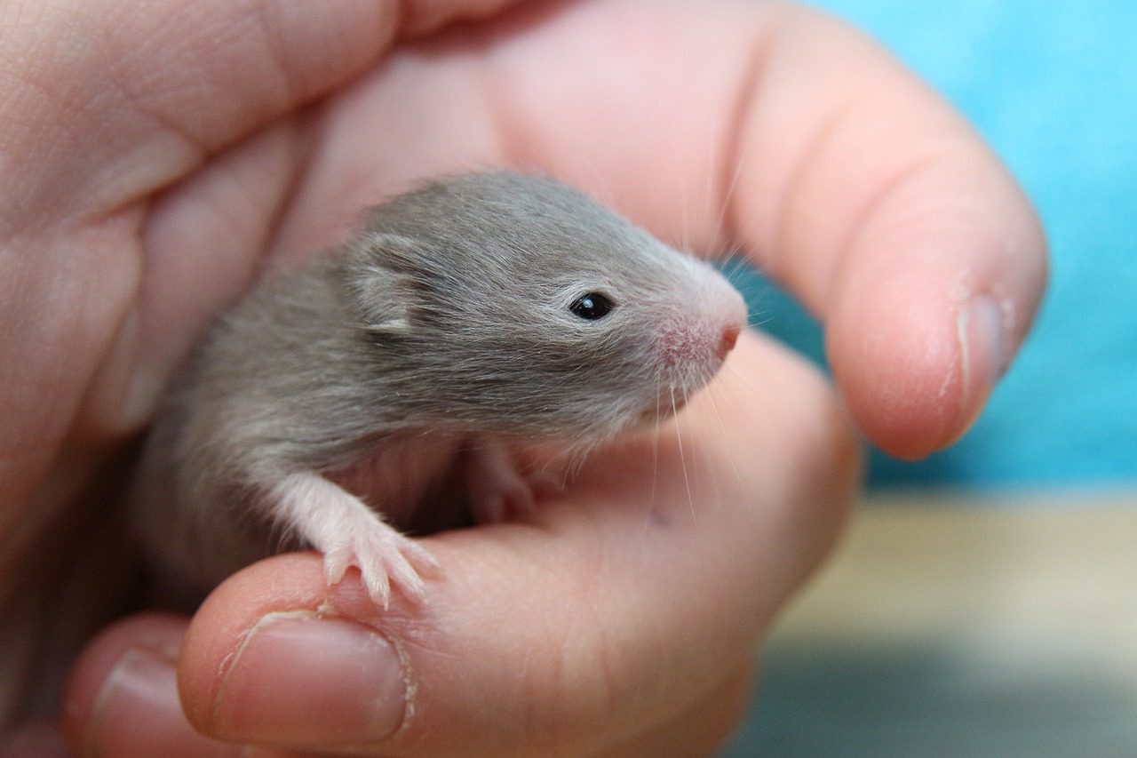 Baby hamster